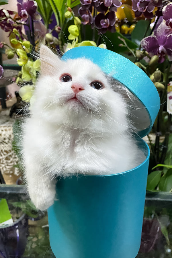 Elliott | Ragdoll Kitten
