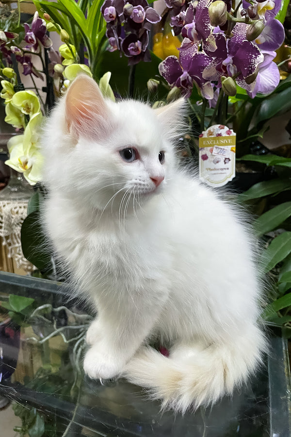 Elliott | Ragdoll Kitten