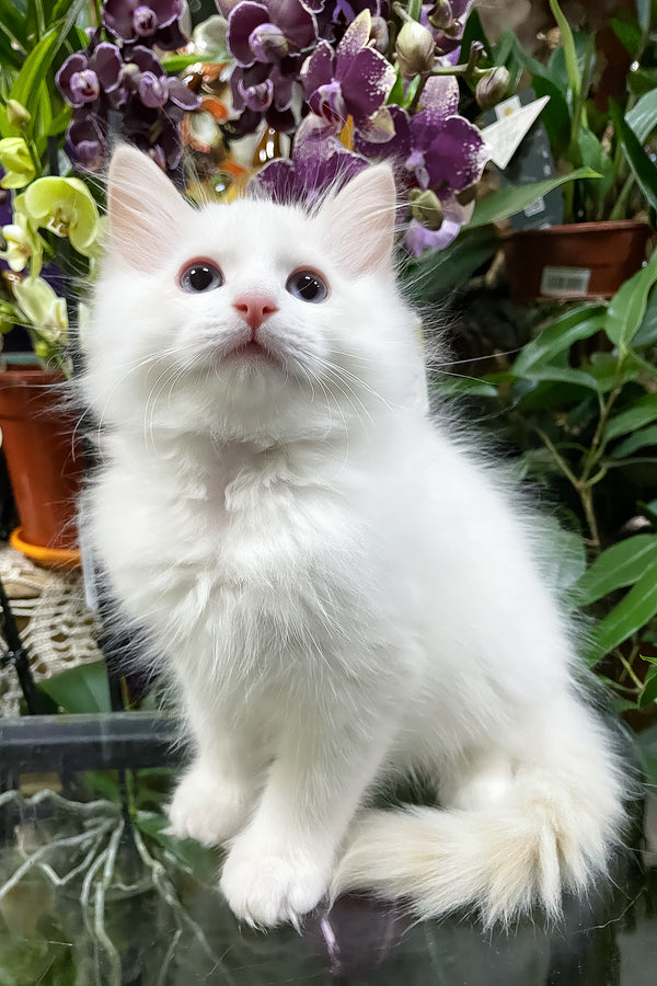 Elliott | Ragdoll Kitten