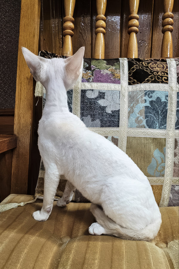 Elsa | Devon Rex Kitten