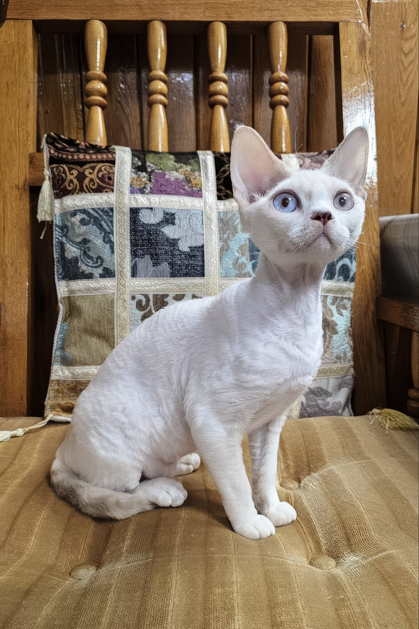 Elsa | Devon Rex Kitten