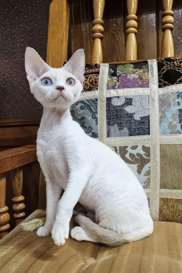 Elsa | Devon Rex Kitten