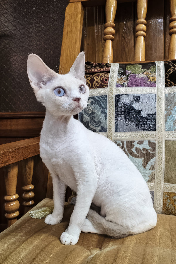 Elsa | Devon Rex Kitten