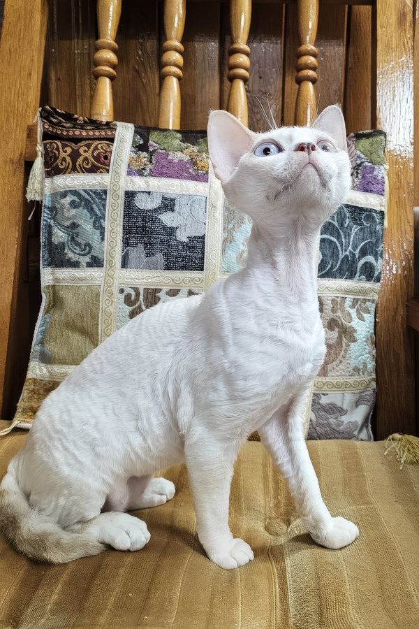 Elsa | Devon Rex Kitten