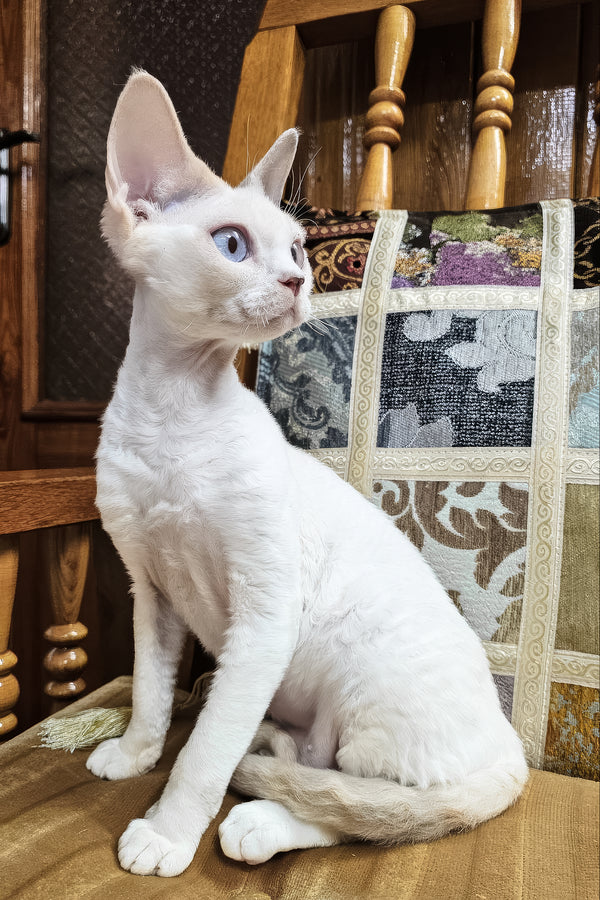 Elsa | Devon Rex Kitten