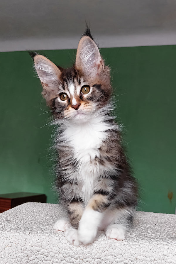 Elsa | Maine Coon Kitten