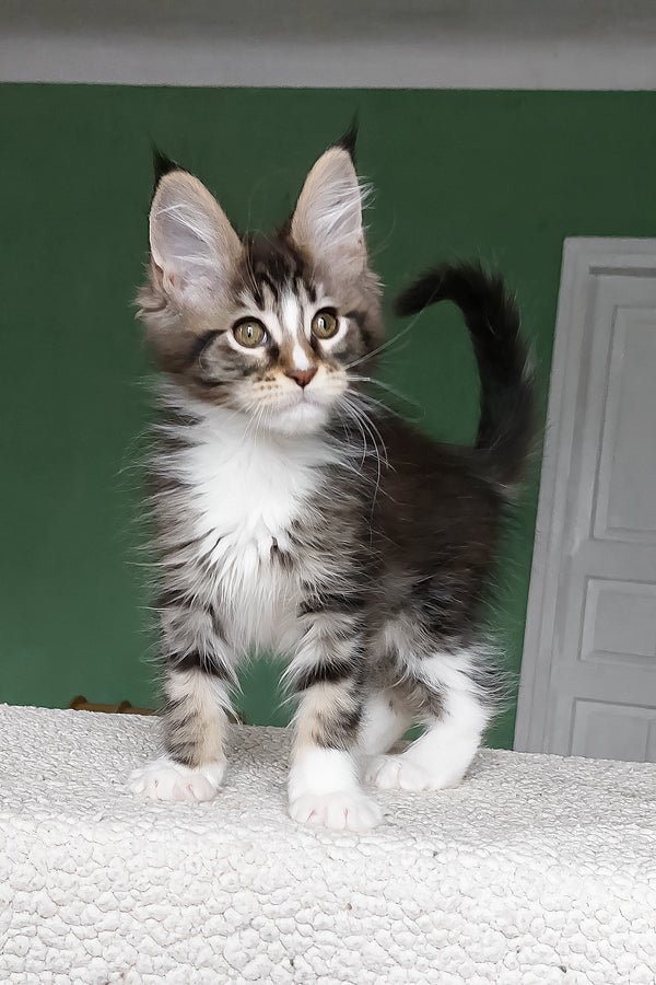 Elsa | Maine Coon Kitten