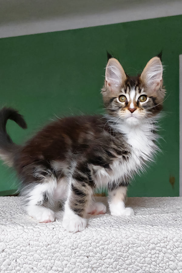 Elsa | Maine Coon Kitten