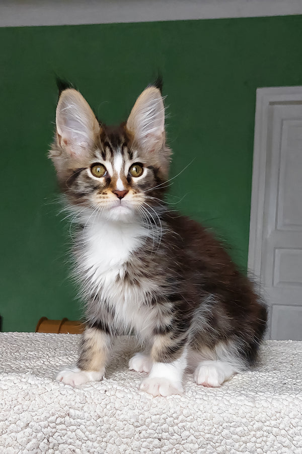 Elsa | Maine Coon Kitten