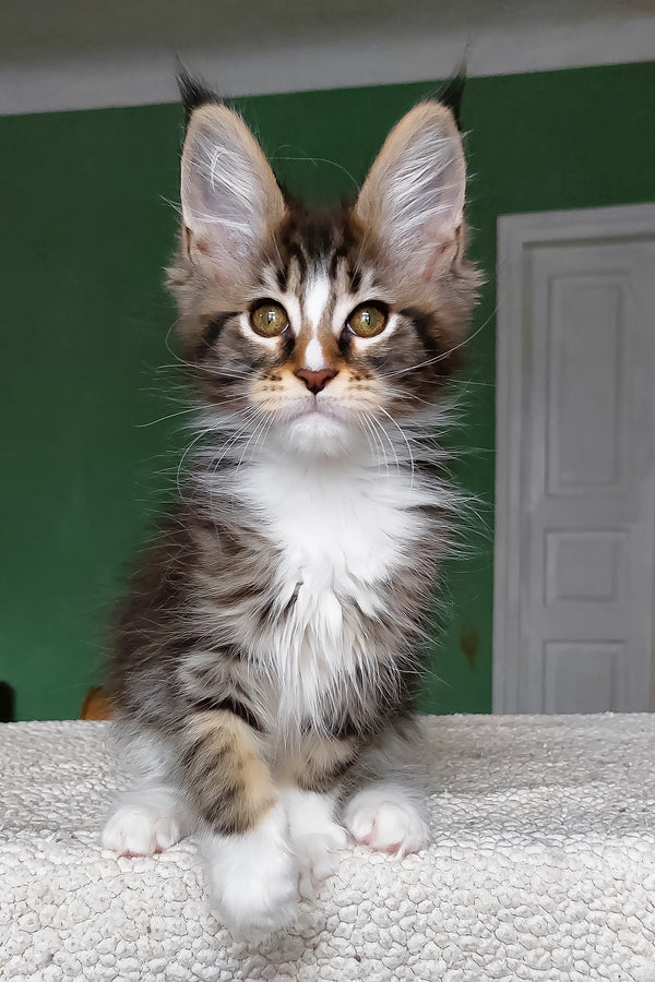 Elsa | Maine Coon Kitten