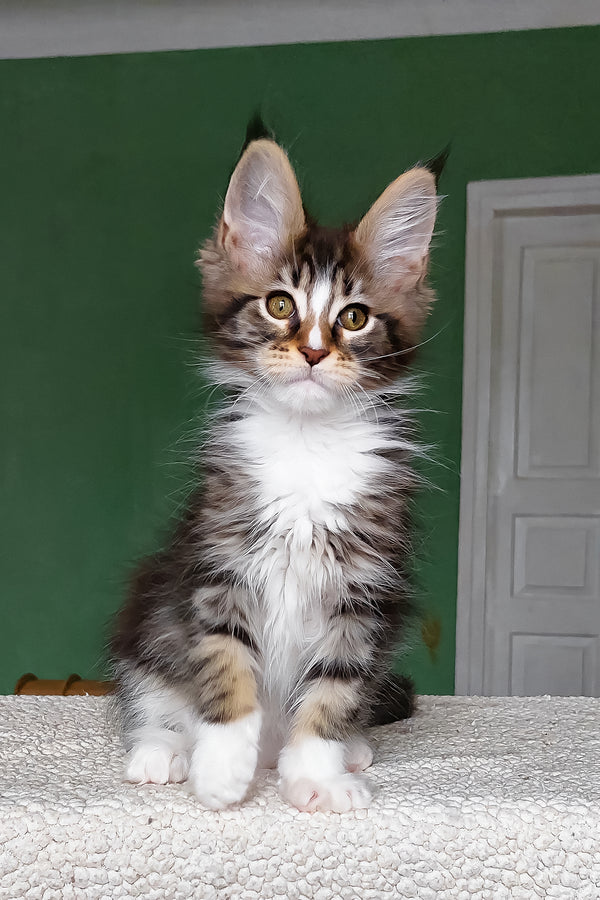 Elsa | Maine Coon Kitten