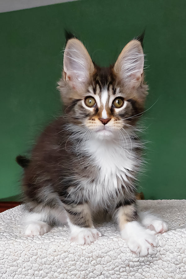 Elsa | Maine Coon Kitten