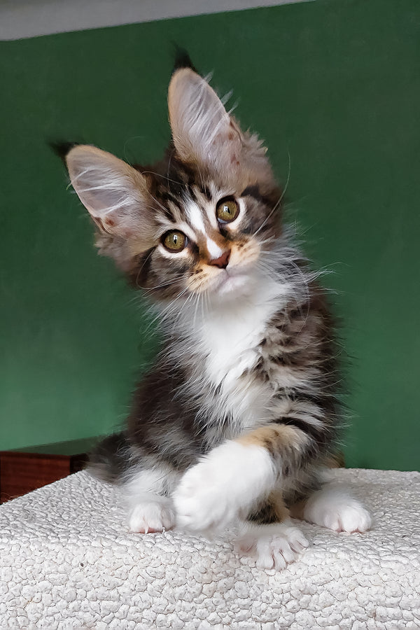 Elsa | Maine Coon Kitten