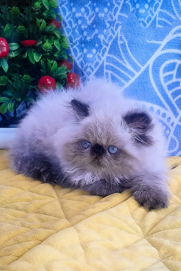 Fluffy cream and gray persian kitten with blue eyes resting on yellow quilt featured in Elsie alice persian kitten