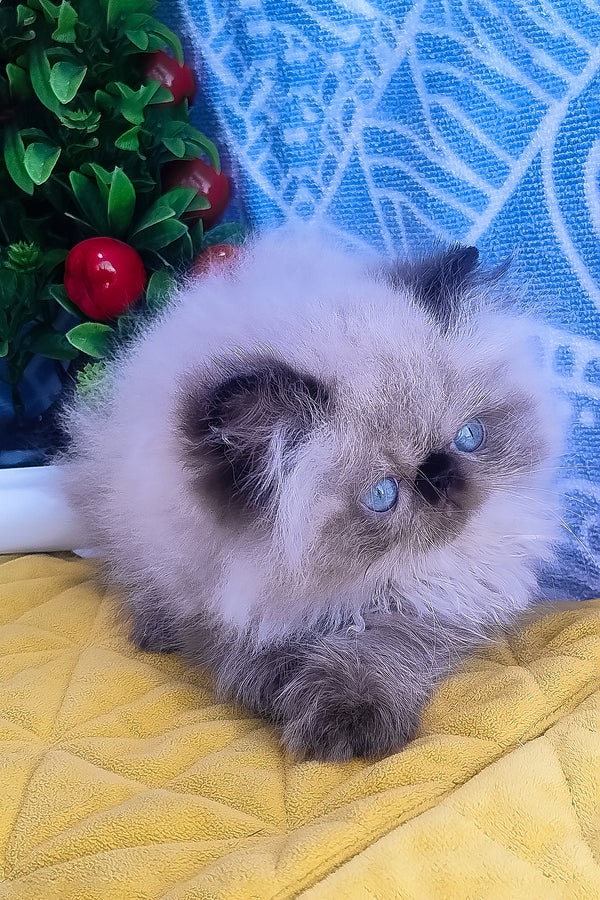 A fluffy cream and dark gray persian kitten with striking blue eyes featured in elsie persian kitten product image