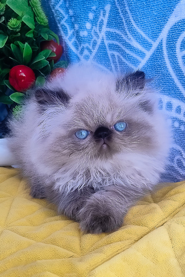 Fluffy cream and gray persian kitten with blue eyes resting on yellow quilt in elsie alice persian kitten product
