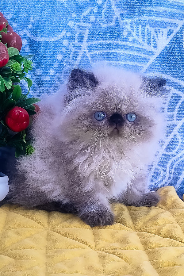 Fluffy cream and gray persian kitten elsie with striking blue eyes perfect for alice persian kitten lovers