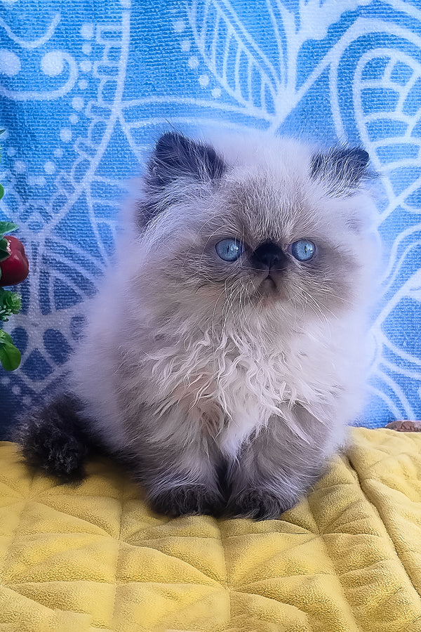 Fluffy cream and dark gray persian kitten with blue eyes sitting on yellow quilted blanket for alice persian kitten