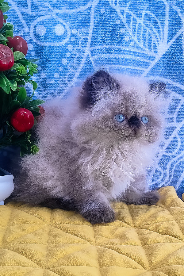 Fluffy cream and gray persian kitten elsie with striking blue eyes perfect for alice persian kitten lovers