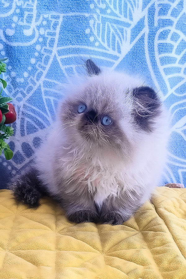 Fluffy cream and dark gray persian kitten with striking blue eyes featured in elsie alice persian kitten product image