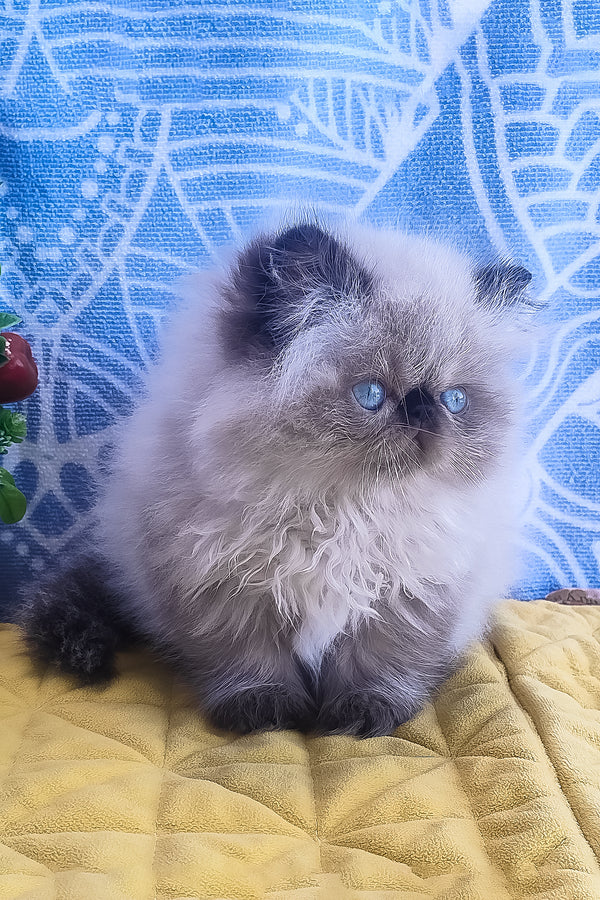 Fluffy cream and gray elsie persian kitten with striking blue eyes perfect for persian kitten lovers