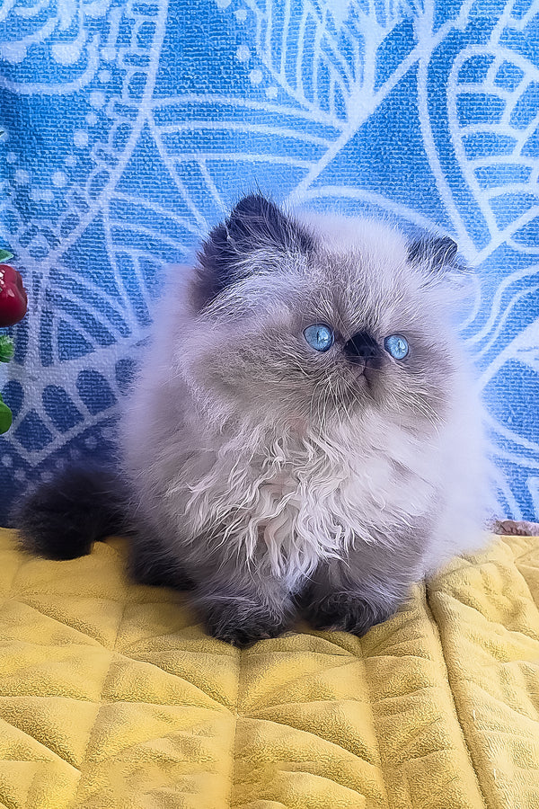 A fluffy cream and black persian kitten with striking blue eyes sits on a yellow quilted surface elsie persian kitten