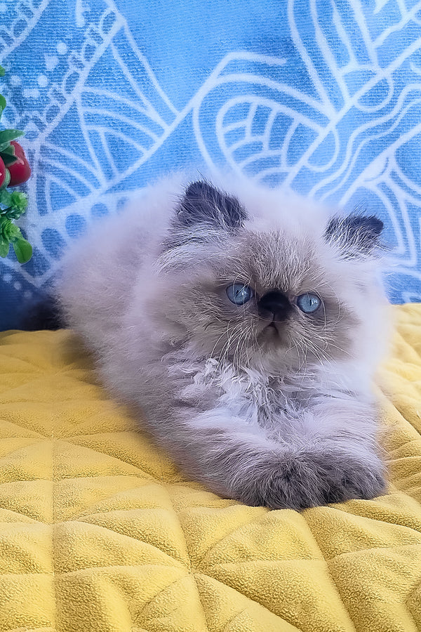 Fluffy cream-colored elsie persian kitten with blue eyes and gray ears resting on a yellow quilted blanket