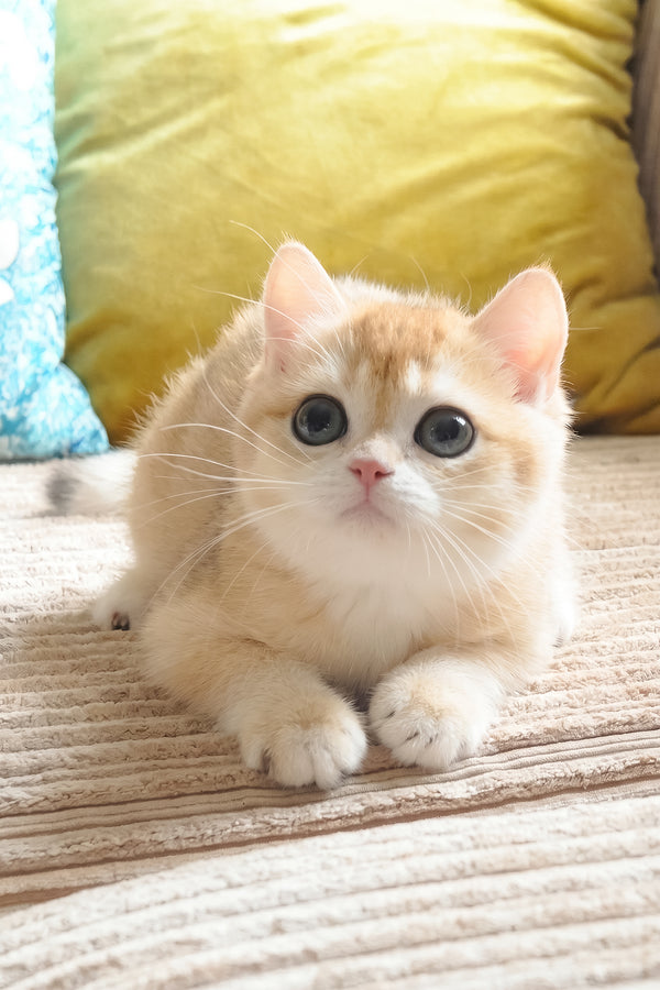 Elvis | British Shorthair Kitten
