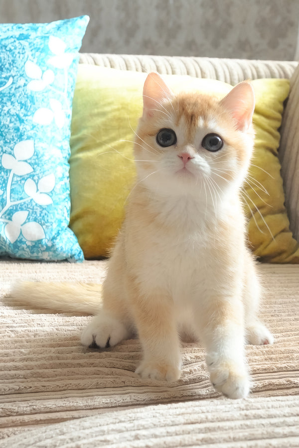 Elvis | British Shorthair Kitten