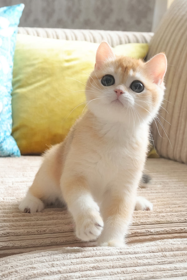 Elvis | British Shorthair Kitten