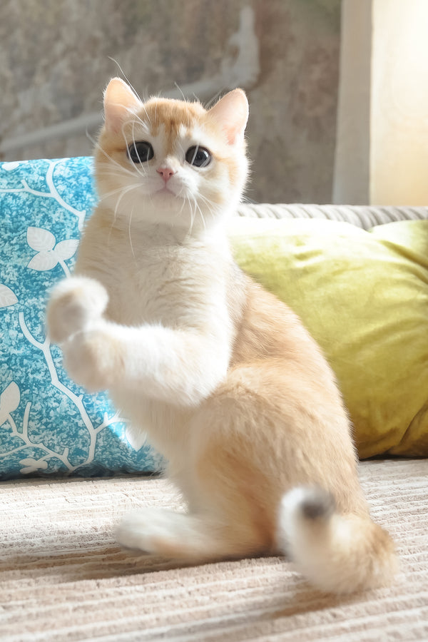 Elvis | British Shorthair Kitten