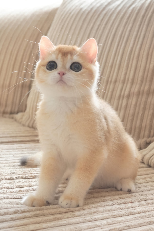 Elvis | British Shorthair Kitten