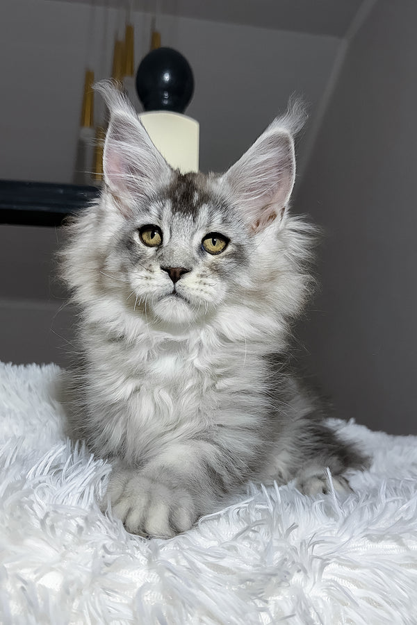 Evans | Maine Coon Kitten