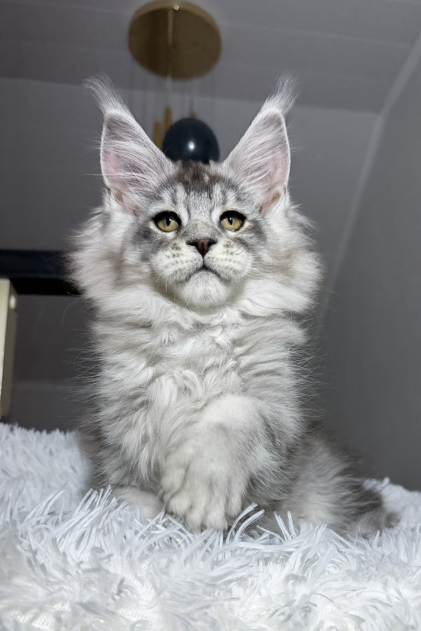 Evans | Maine Coon Kitten