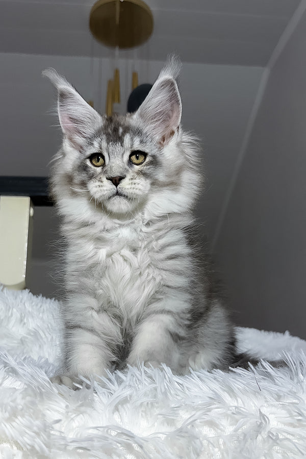 Evans | Maine Coon Kitten
