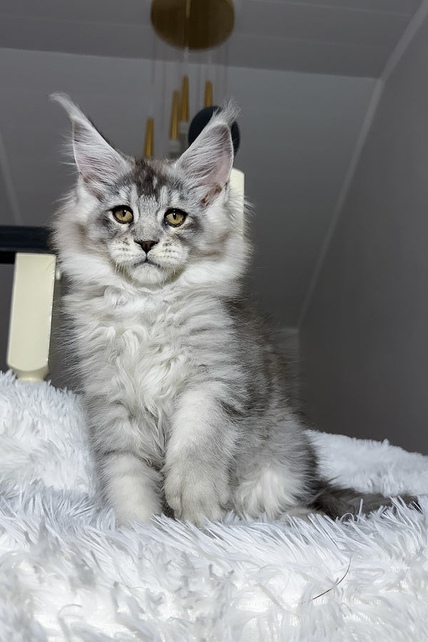 Evans | Maine Coon Kitten
