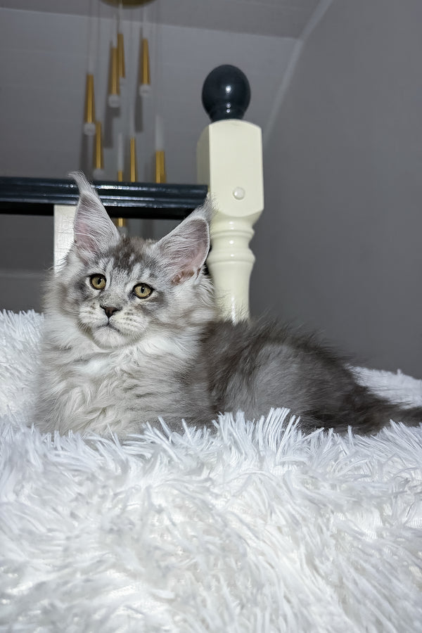 Evans | Maine Coon Kitten