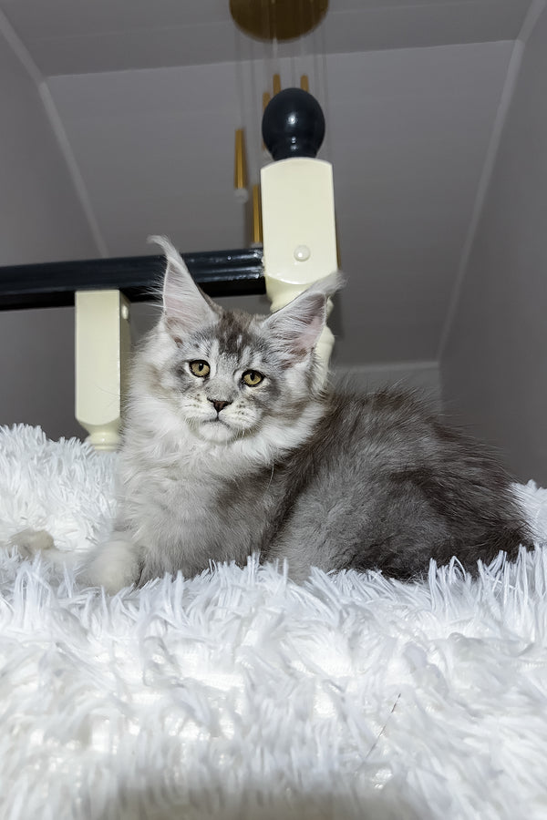 Evans | Maine Coon Kitten