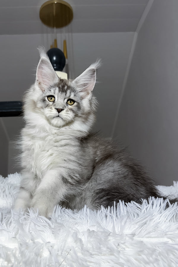 Evans | Maine Coon Kitten