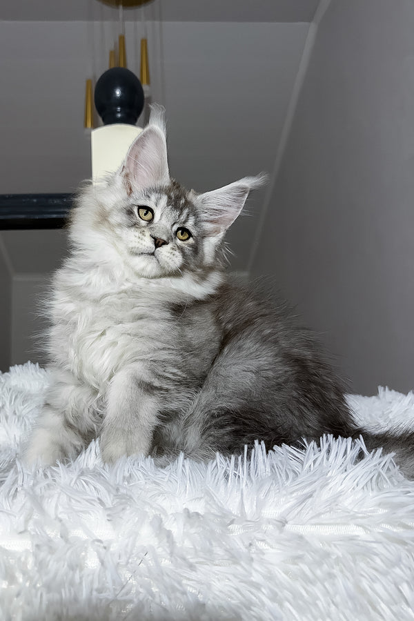Evans | Maine Coon Kitten