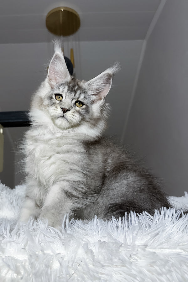 Evans | Maine Coon Kitten
