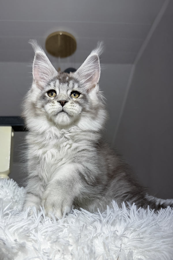 Evans | Maine Coon Kitten