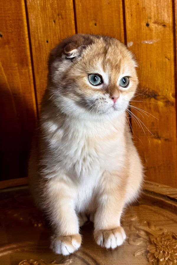 Elvis | Scottish Fold Kitten