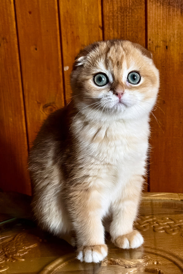 Elvis | Scottish Fold Kitten