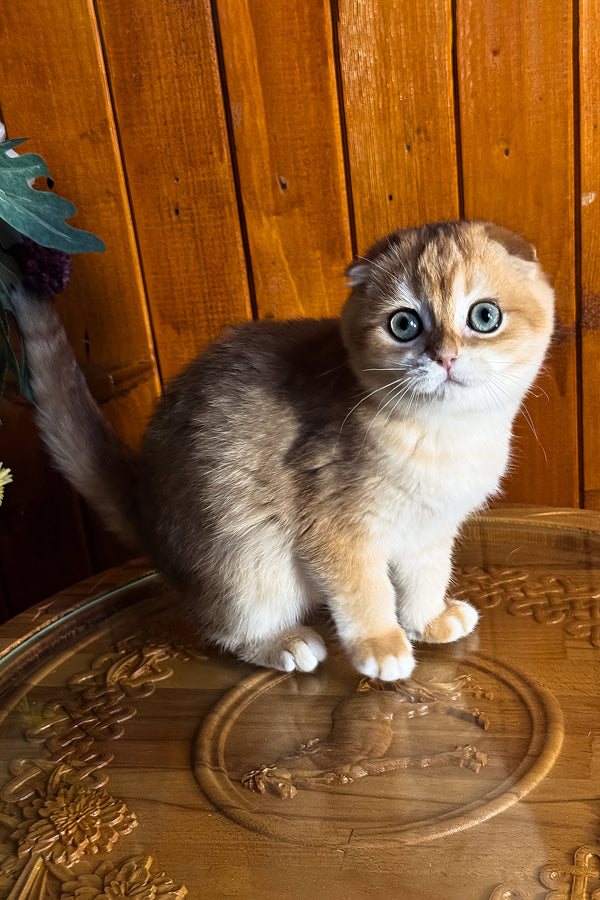 Elvis | Scottish Fold Kitten