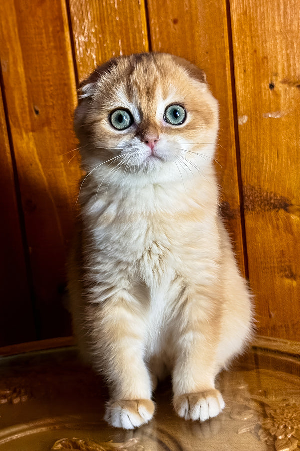 Elvis | Scottish Fold Kitten