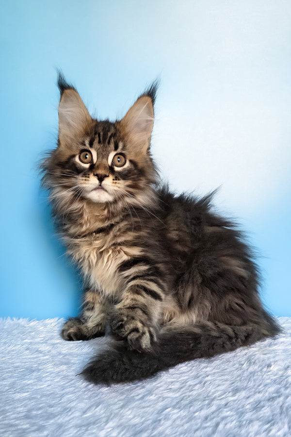 Elzar | Maine Coon Kitten