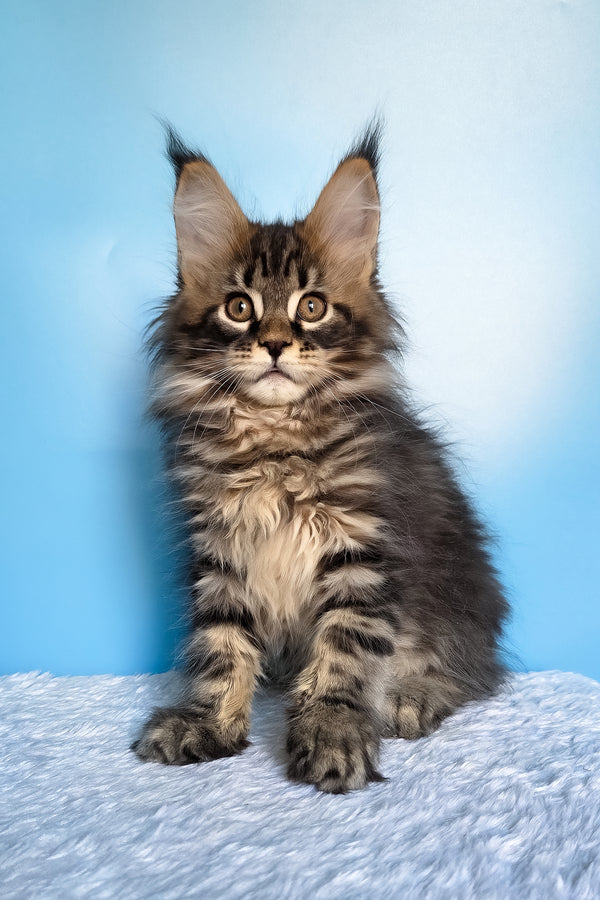 Elzar | Maine Coon Kitten