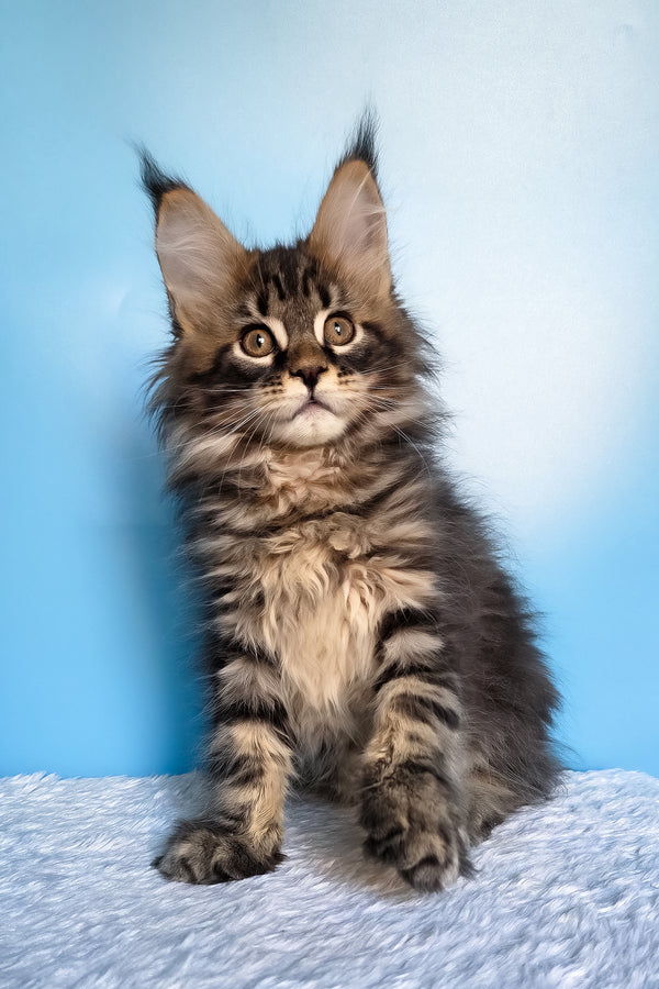 Elzar | Maine Coon Kitten