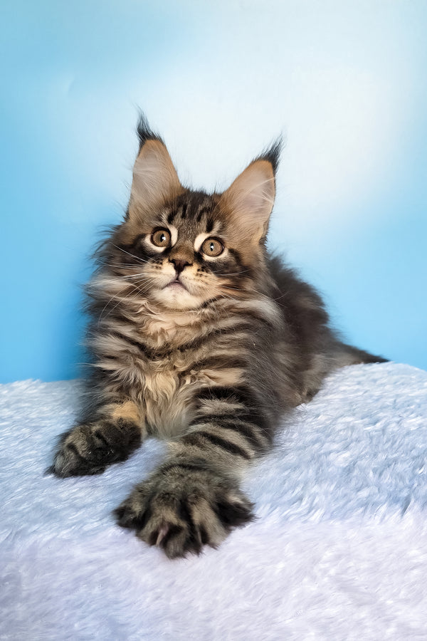Elzar | Maine Coon Kitten